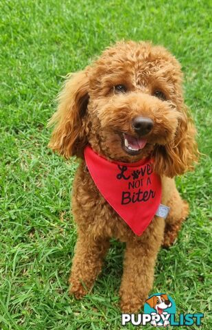 STUD SERVICE - MALE Toy Poodle