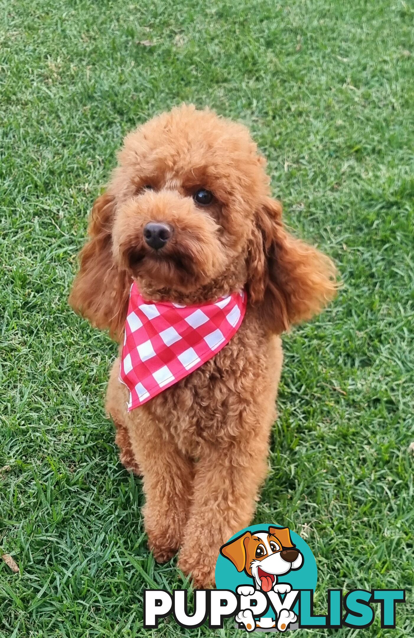 STUD SERVICE - MALE Toy Poodle