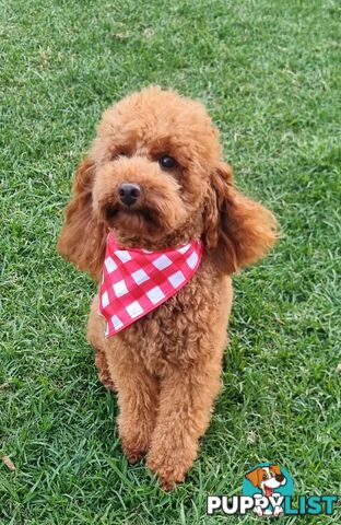 STUD SERVICE - MALE Toy Poodle