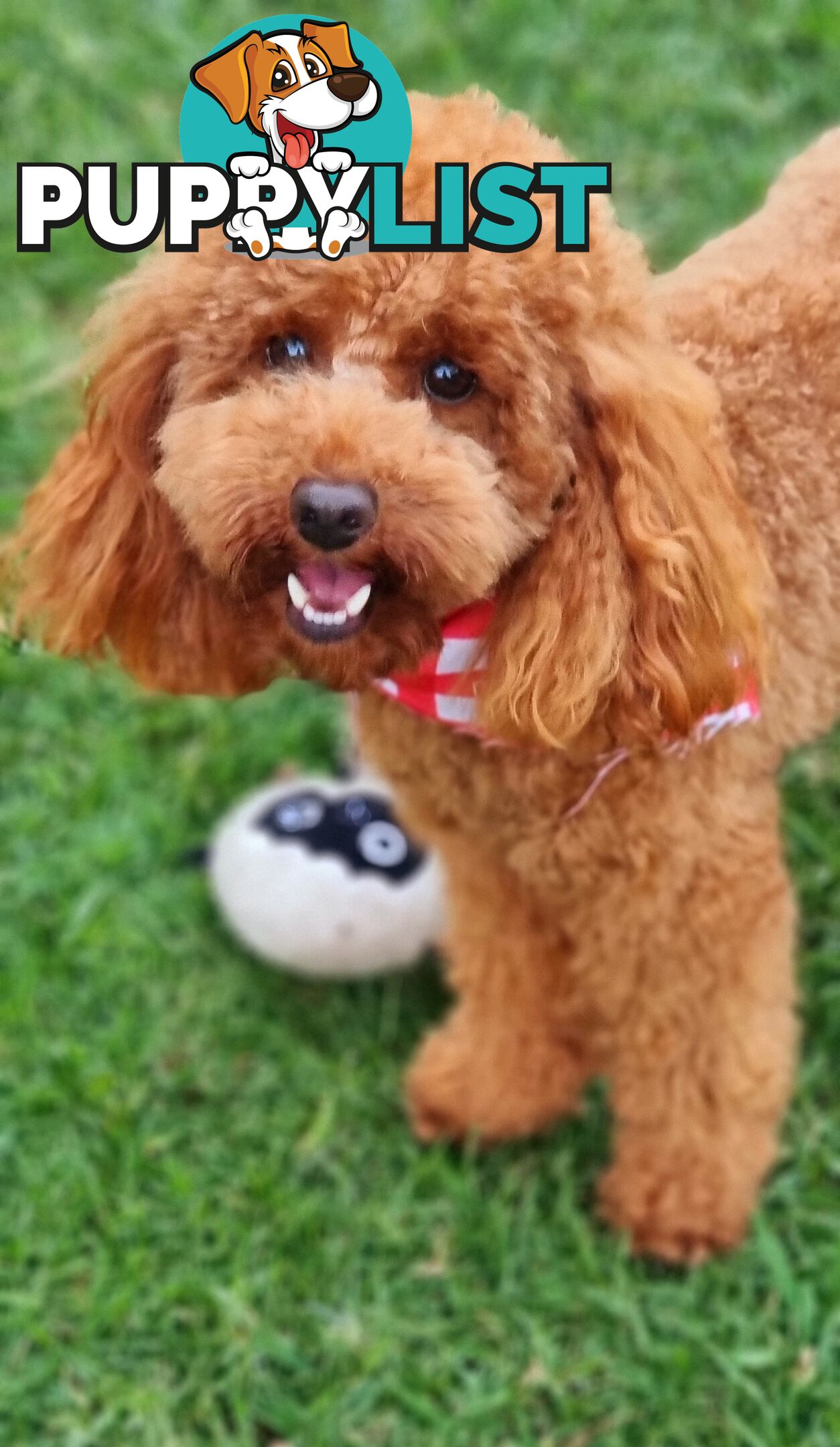 STUD SERVICE - MALE Toy Poodle