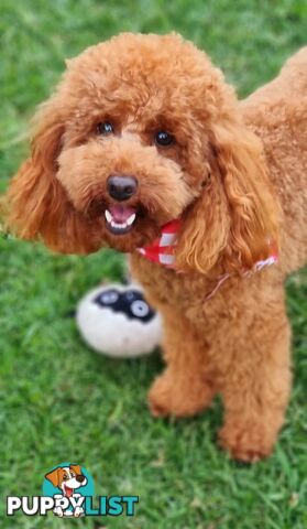 STUD SERVICE - MALE Toy Poodle