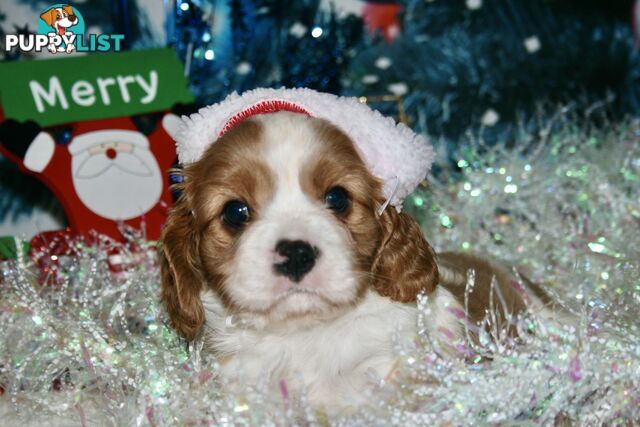 CAVALIER KING CHARLES - MALE - ALL DNA CLEAR - SUPER CUTE