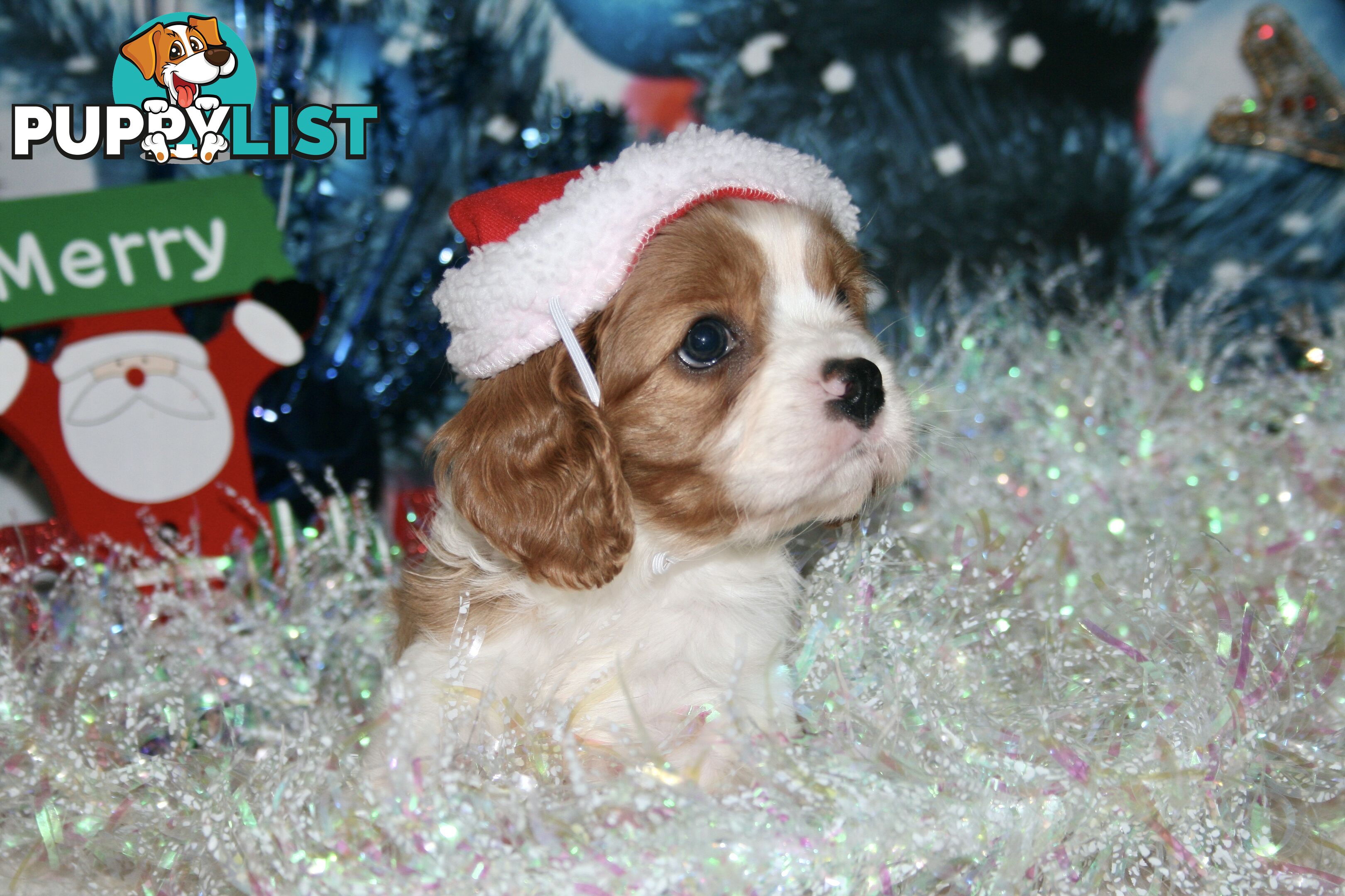 CAVALIER KING CHARLES - MALE - ALL DNA CLEAR - SUPER CUTE