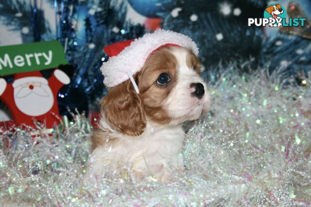 CAVALIER KING CHARLES - MALE - ALL DNA CLEAR - SUPER CUTE