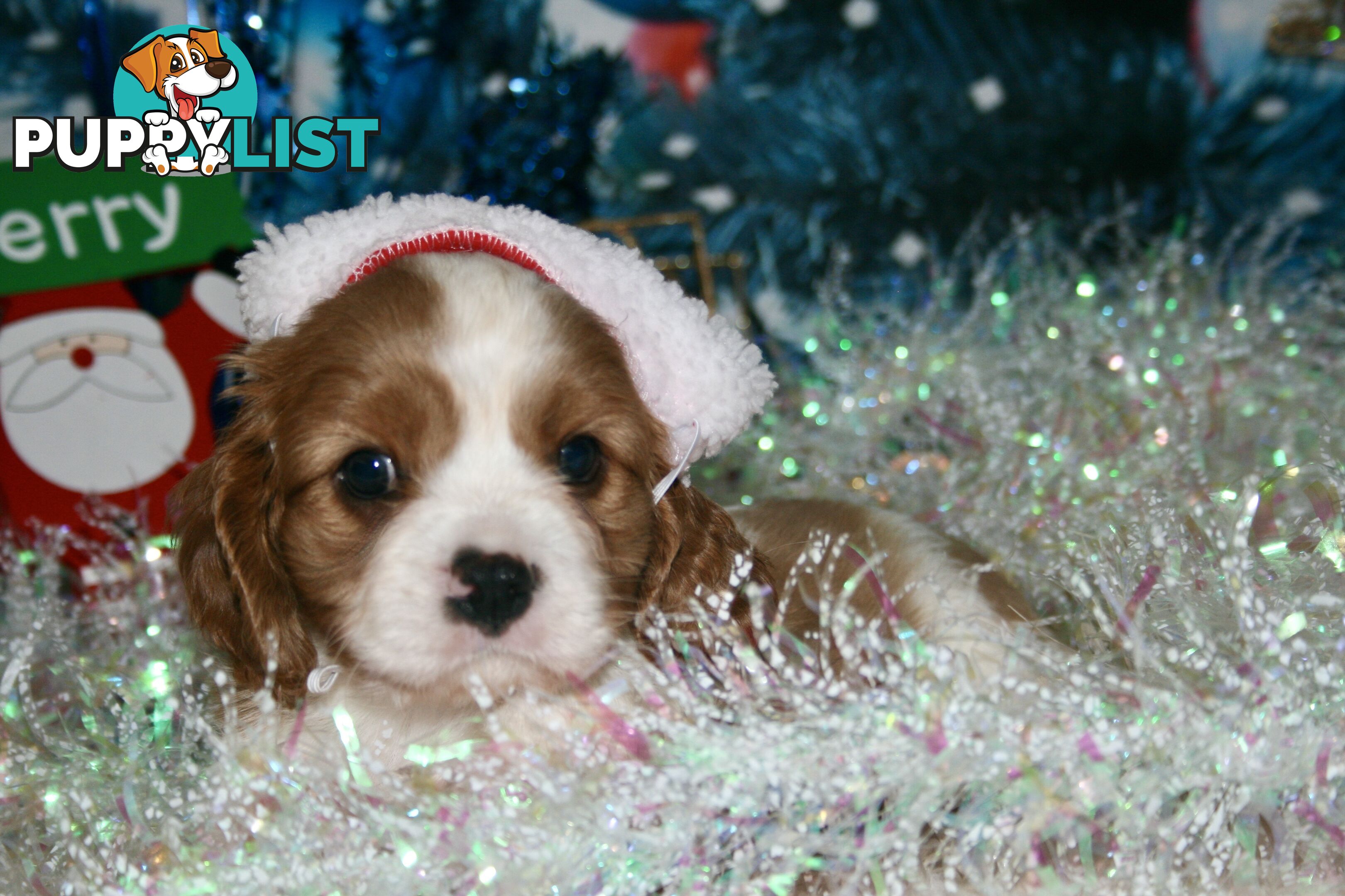 CAVALIER KING CHARLES - MALE - ALL DNA CLEAR - SUPER CUTE