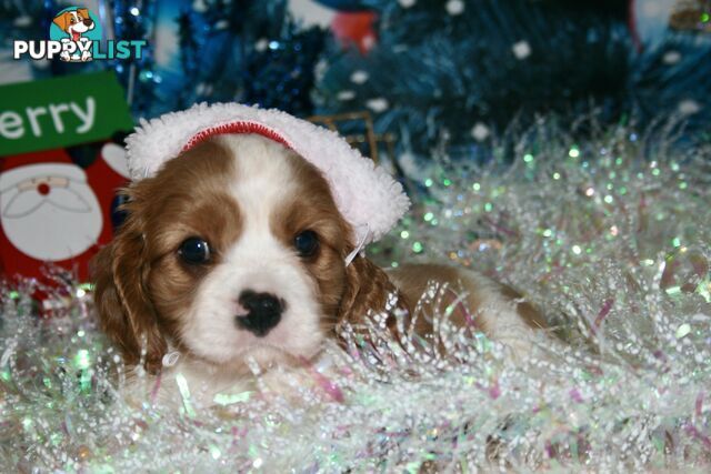 CAVALIER KING CHARLES - MALE - ALL DNA CLEAR - SUPER CUTE