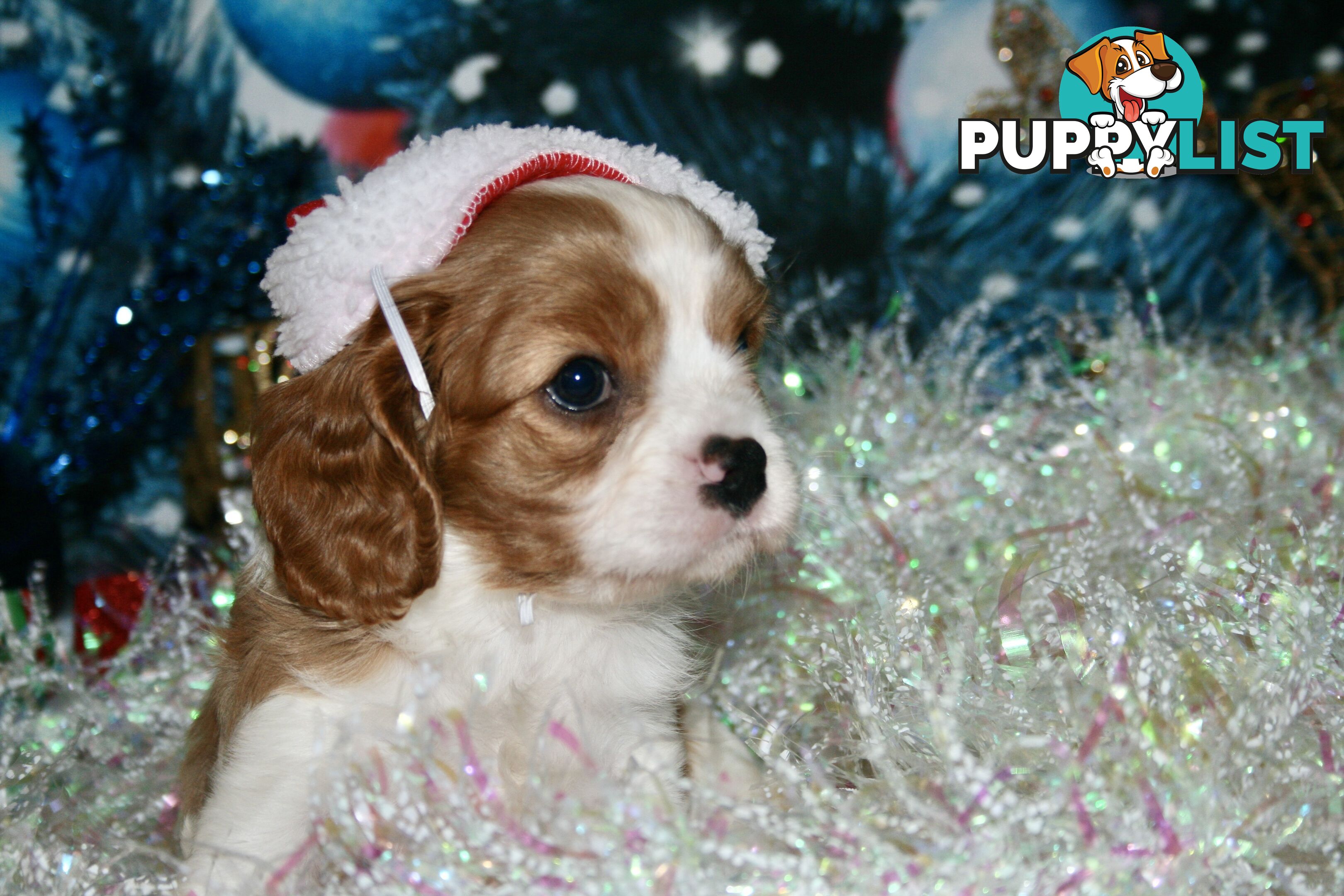 CAVALIER KING CHARLES - MALE - ALL DNA CLEAR - SUPER CUTE