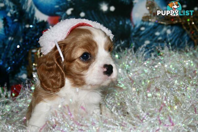 CAVALIER KING CHARLES - MALE - ALL DNA CLEAR - SUPER CUTE