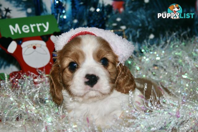 CAVALIER KING CHARLES - MALE - ALL DNA CLEAR - SUPER CUTE