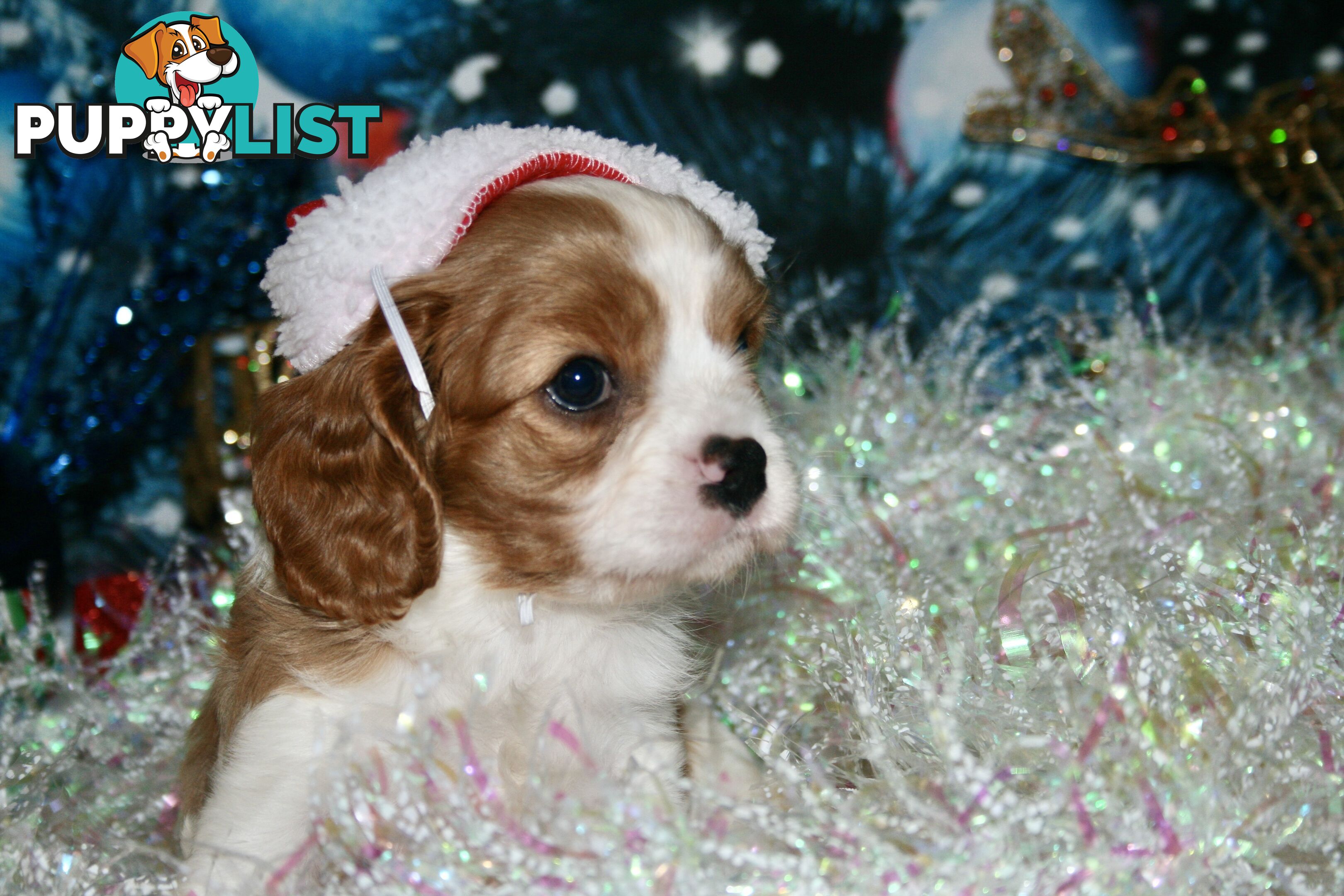 CAVALIER KING CHARLES - MALE - ALL DNA CLEAR - SUPER CUTE