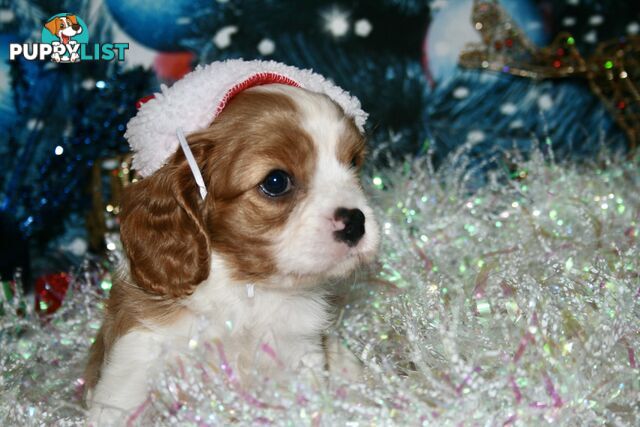 CAVALIER KING CHARLES - MALE - ALL DNA CLEAR - SUPER CUTE