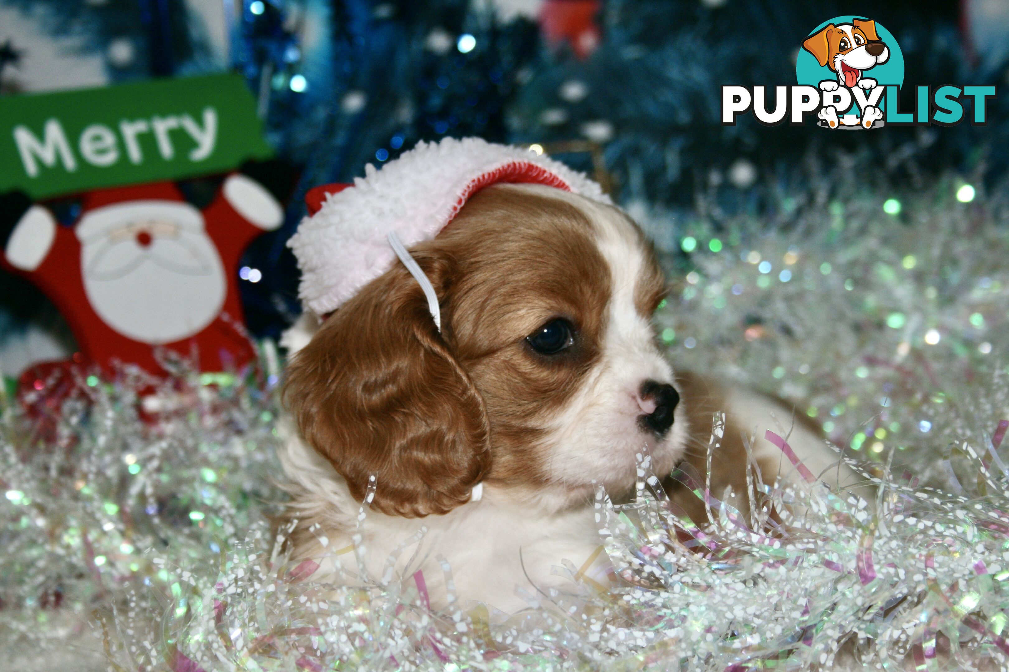 CAVALIER KING CHARLES - MALE - ALL DNA CLEAR - SUPER CUTE