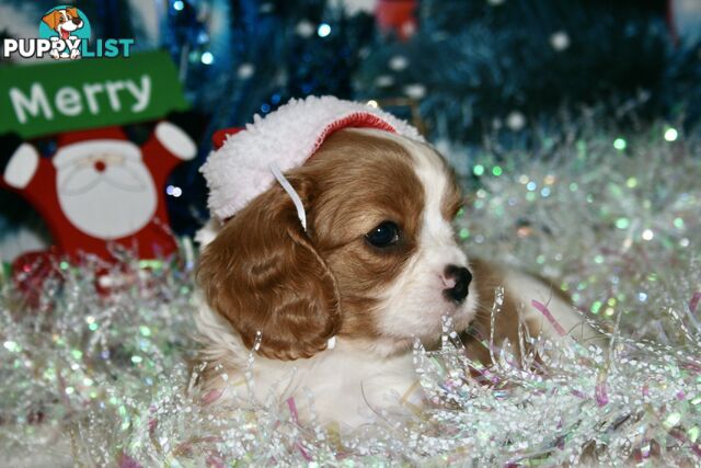 CAVALIER KING CHARLES - MALE - ALL DNA CLEAR - SUPER CUTE