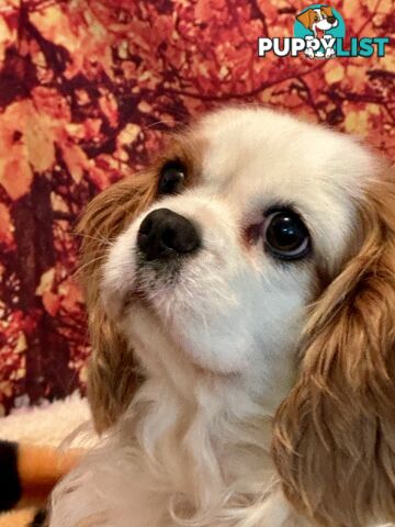 CAVALIER KING CHARLES ADULT FEMALE - DESEXED VACC ETC