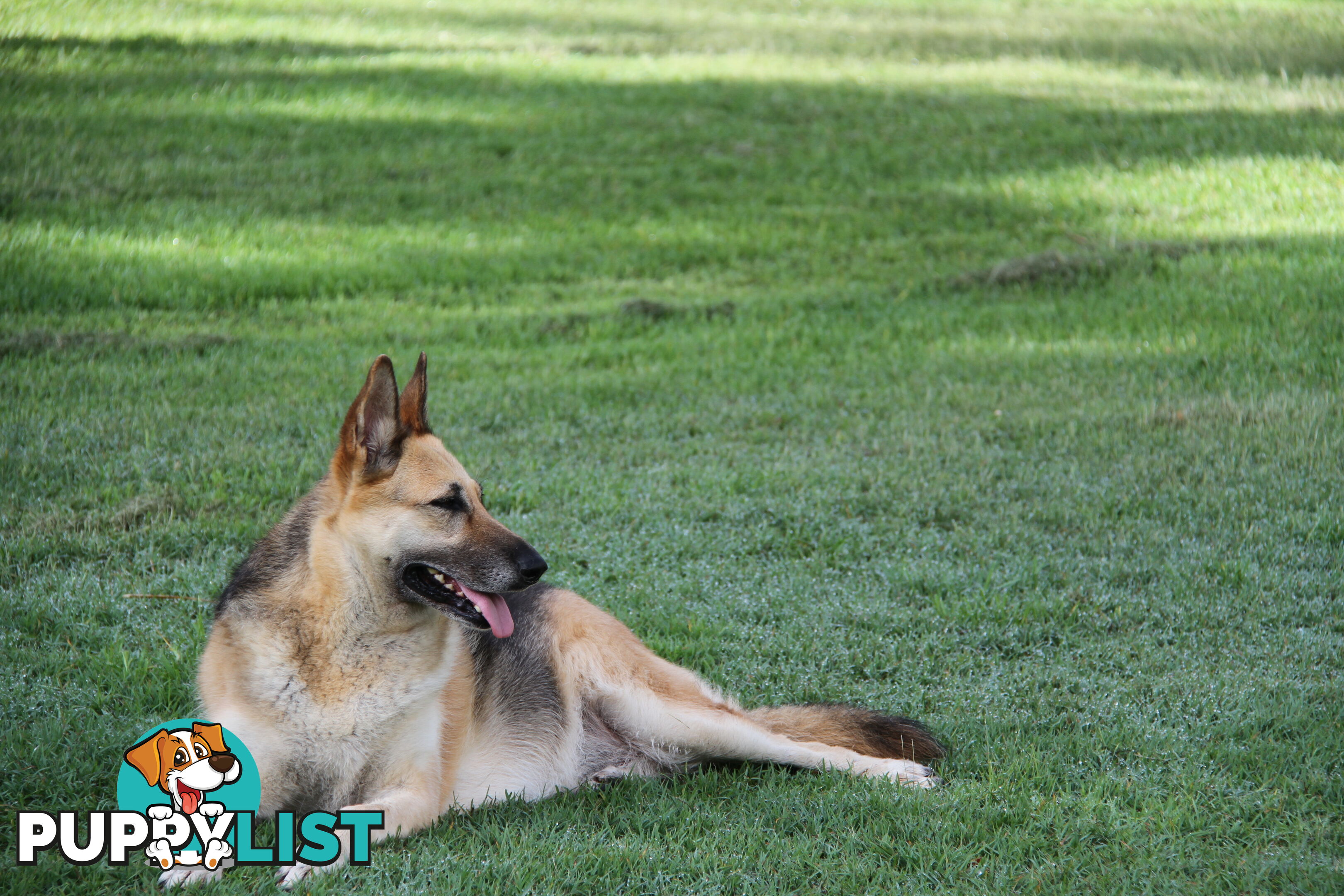 GERMAN SHEPHERD GORGEOUS ADULT FEMALE DESEXED