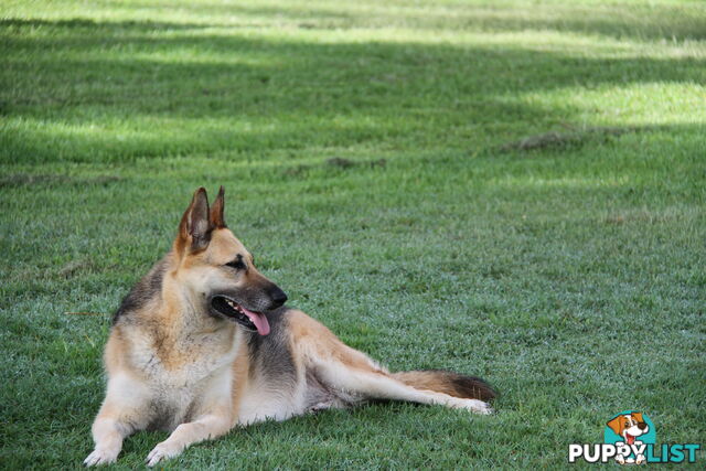 GERMAN SHEPHERD GORGEOUS ADULT FEMALE DESEXED