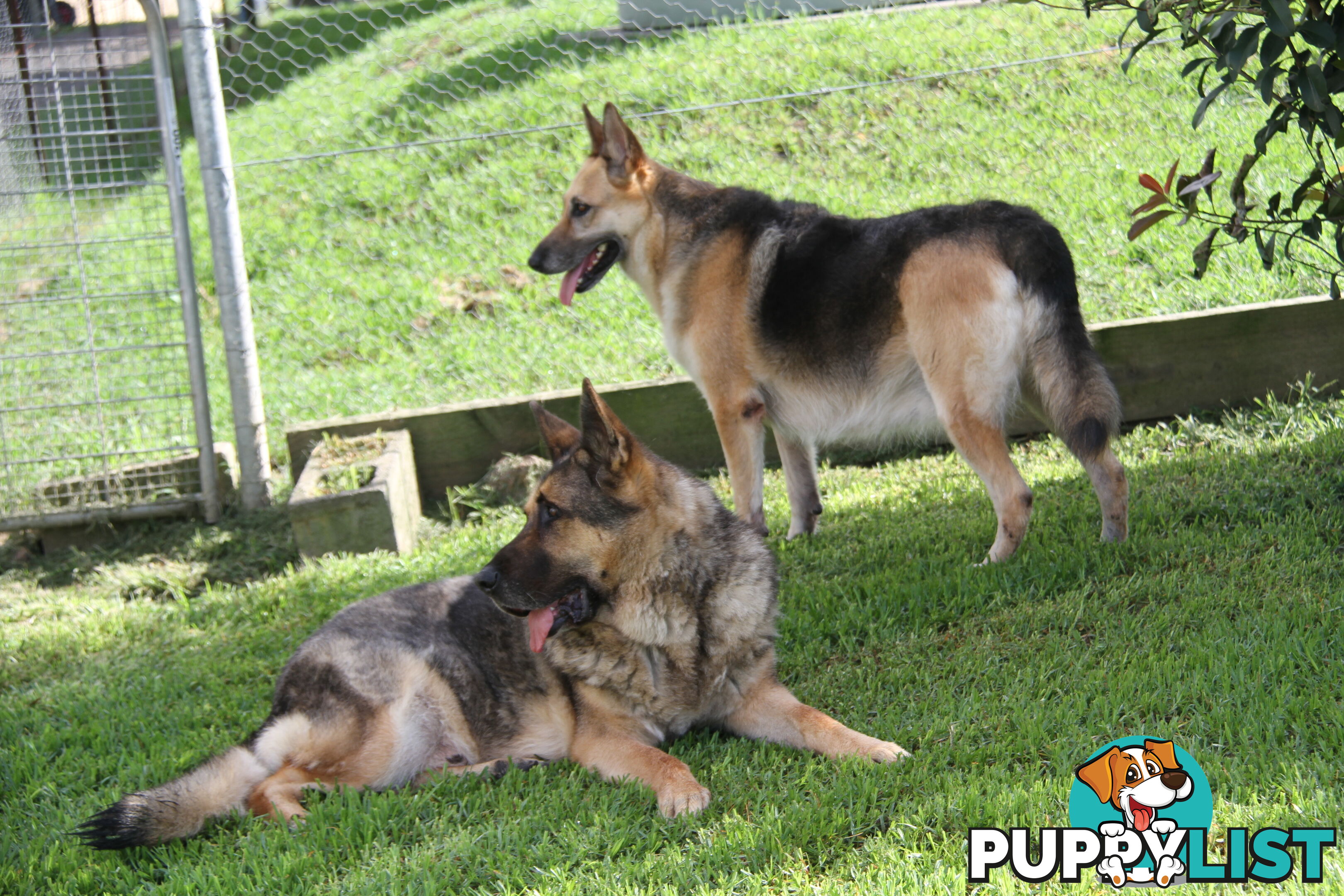 GERMAN SHEPHERD GORGEOUS ADULT FEMALE DESEXED