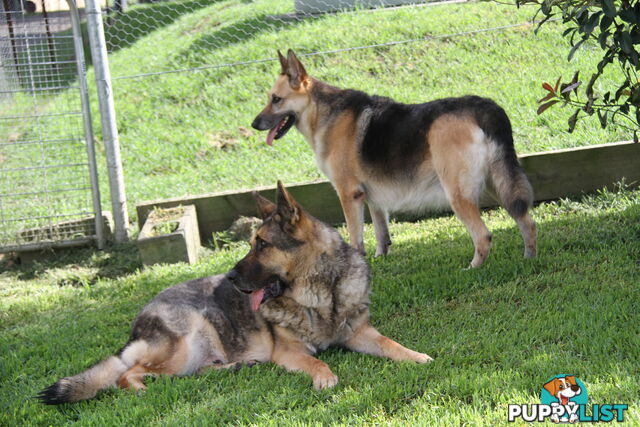 GERMAN SHEPHERD GORGEOUS ADULT FEMALE DESEXED