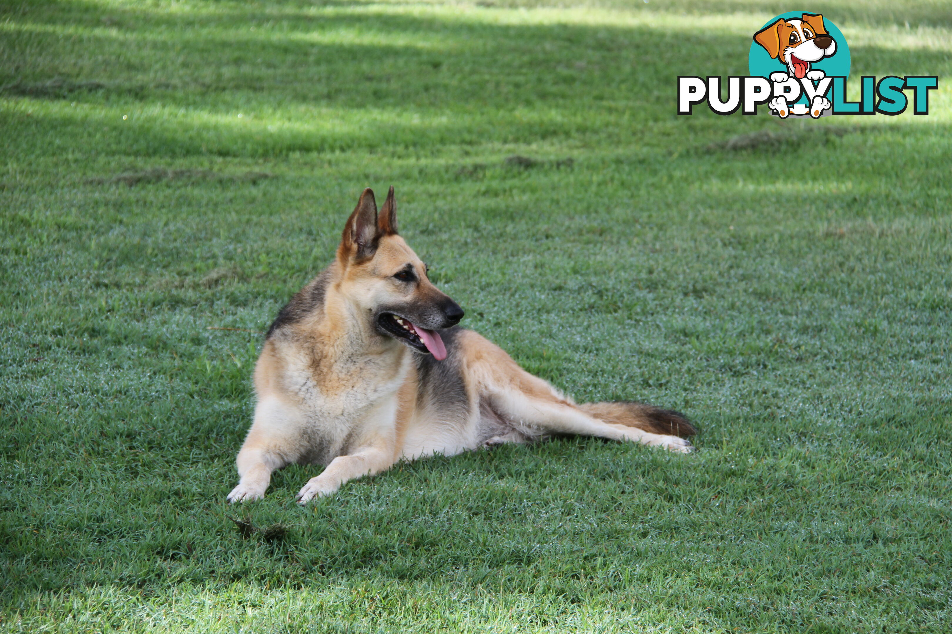 GERMAN SHEPHERD GORGEOUS ADULT FEMALE DESEXED