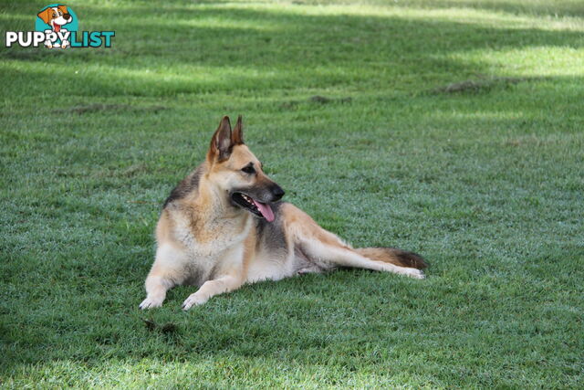 GERMAN SHEPHERD GORGEOUS ADULT FEMALE DESEXED