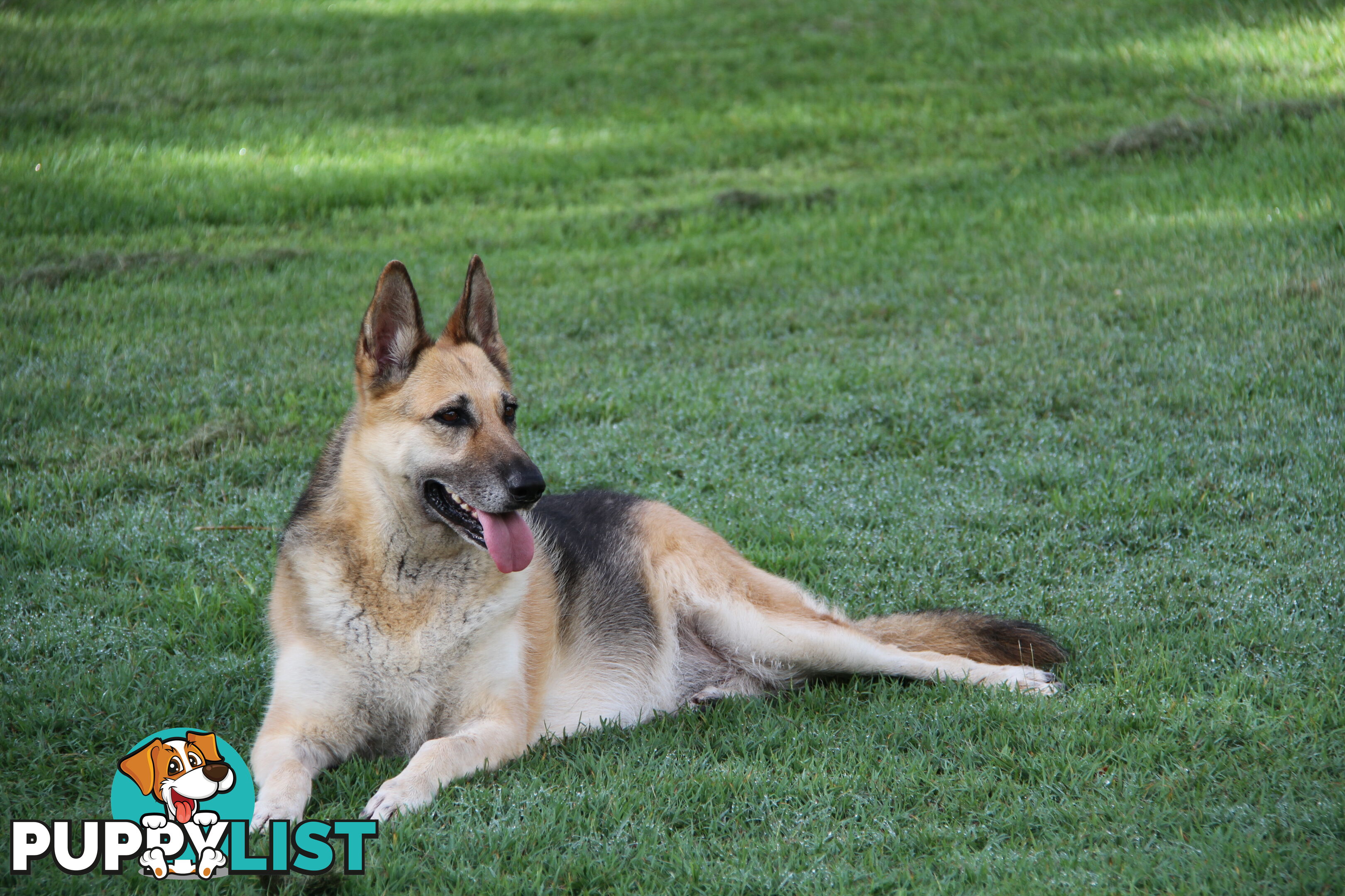 GERMAN SHEPHERD GORGEOUS ADULT FEMALE DESEXED