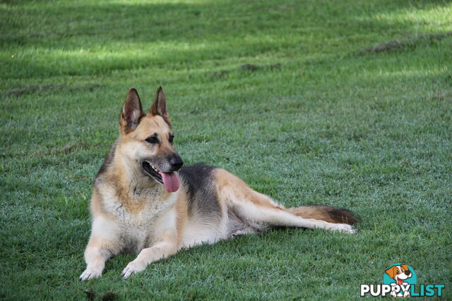 GERMAN SHEPHERD GORGEOUS ADULT FEMALE DESEXED