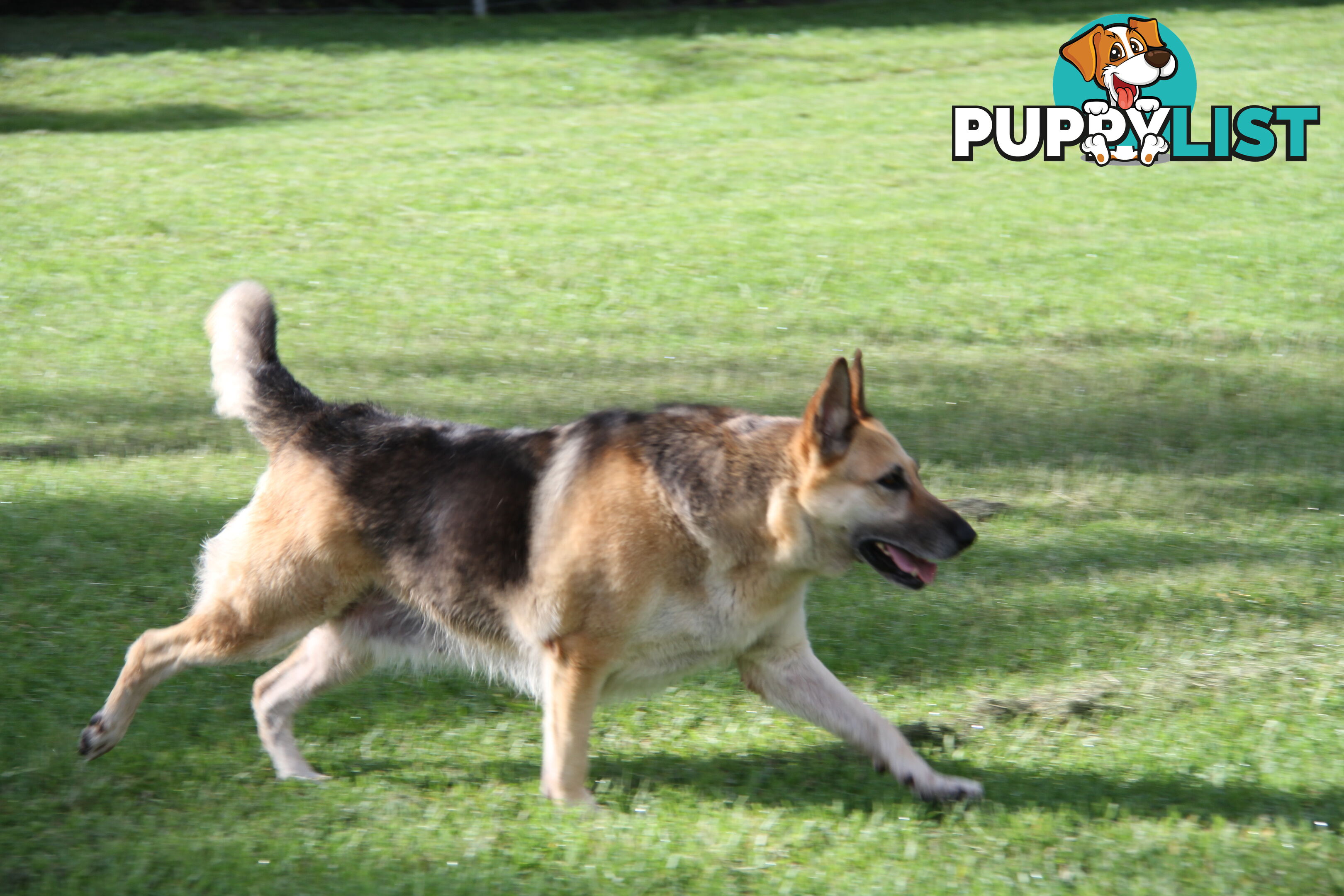 GERMAN SHEPHERD GORGEOUS ADULT FEMALE DESEXED