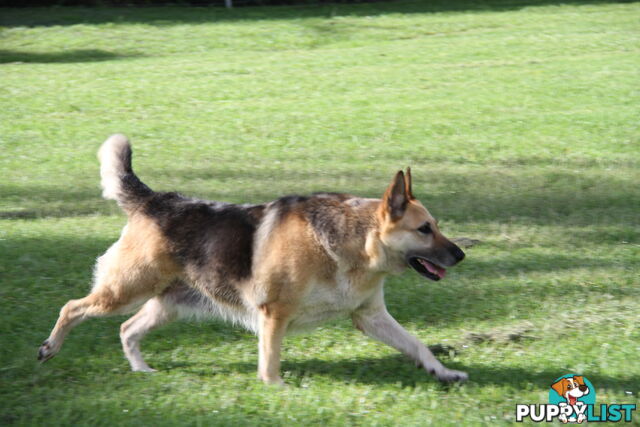 GERMAN SHEPHERD GORGEOUS ADULT FEMALE DESEXED