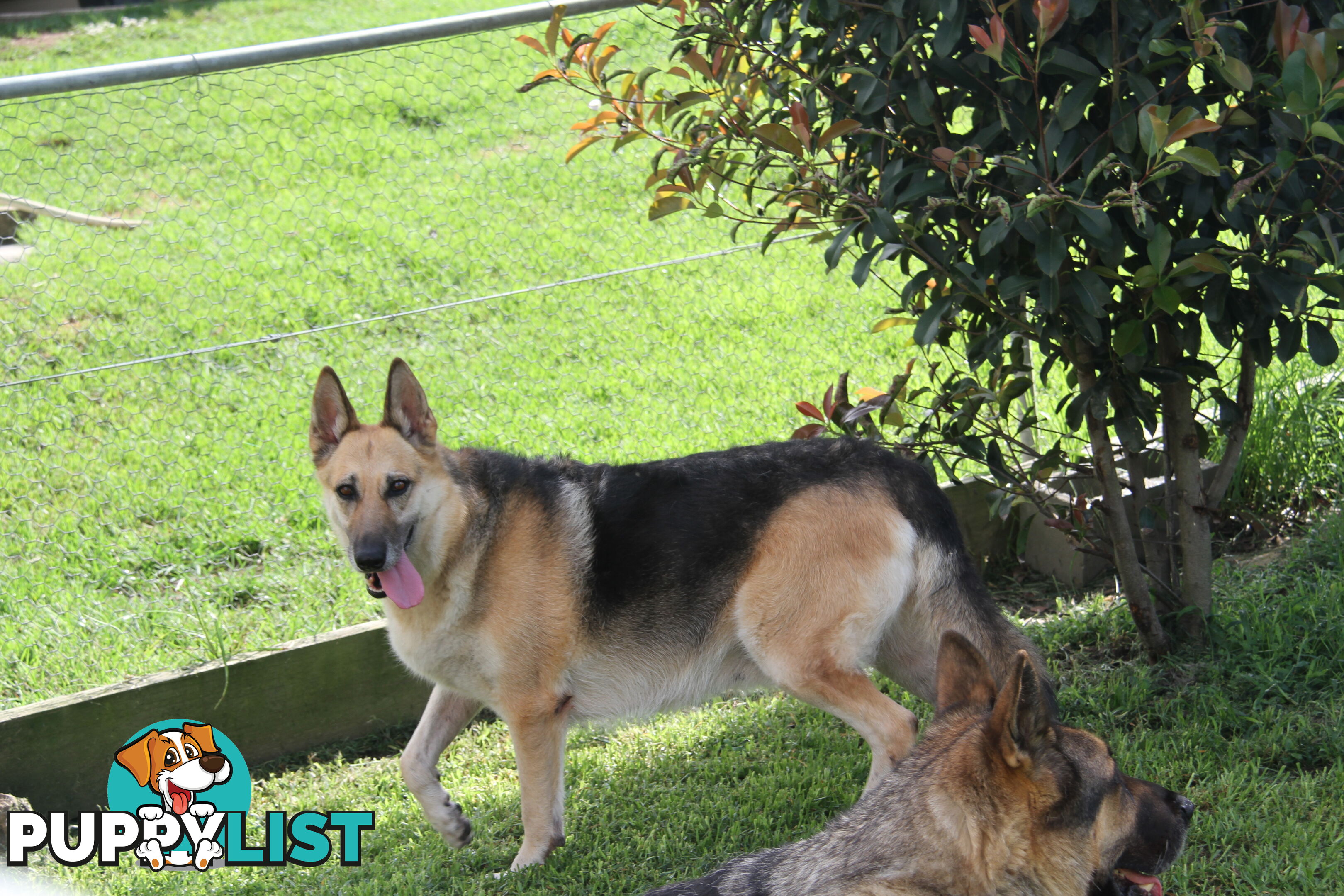 GERMAN SHEPHERD GORGEOUS ADULT FEMALE DESEXED