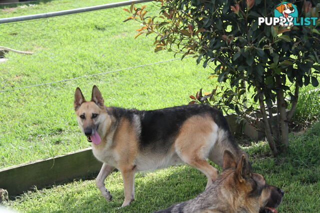 GERMAN SHEPHERD GORGEOUS ADULT FEMALE DESEXED