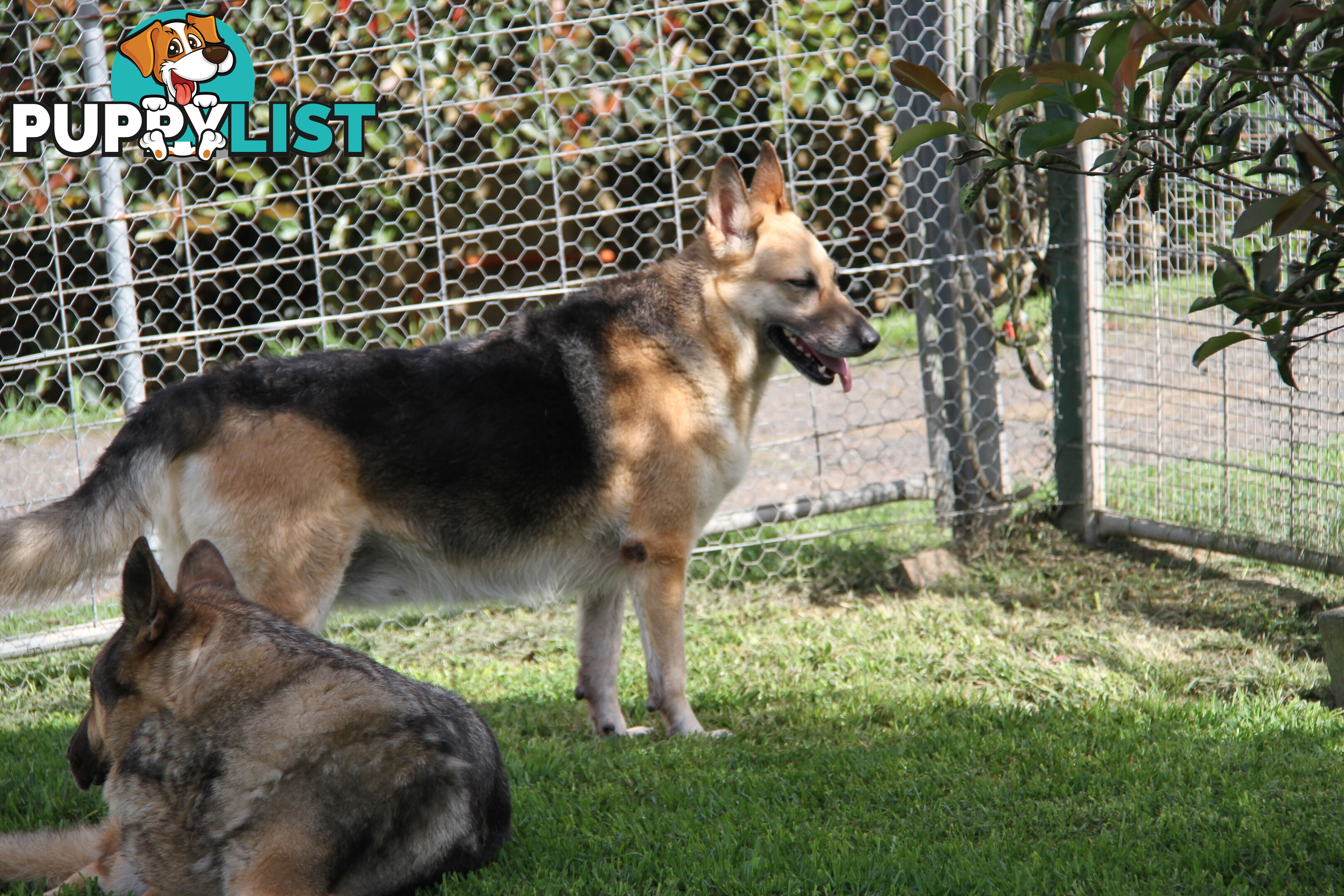 GERMAN SHEPHERD GORGEOUS ADULT FEMALE DESEXED