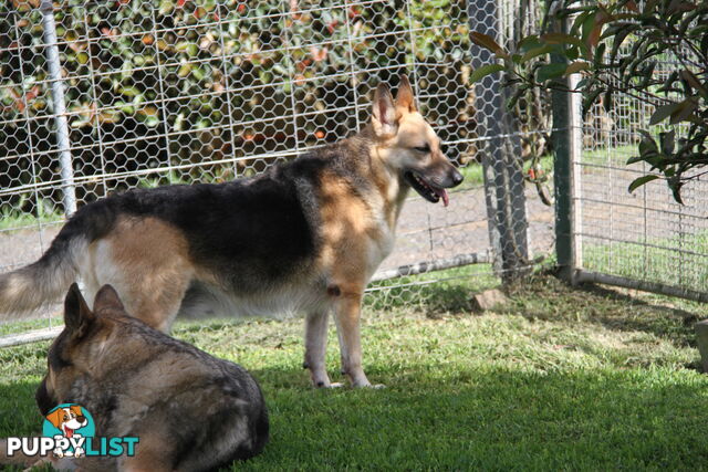 GERMAN SHEPHERD GORGEOUS ADULT FEMALE DESEXED