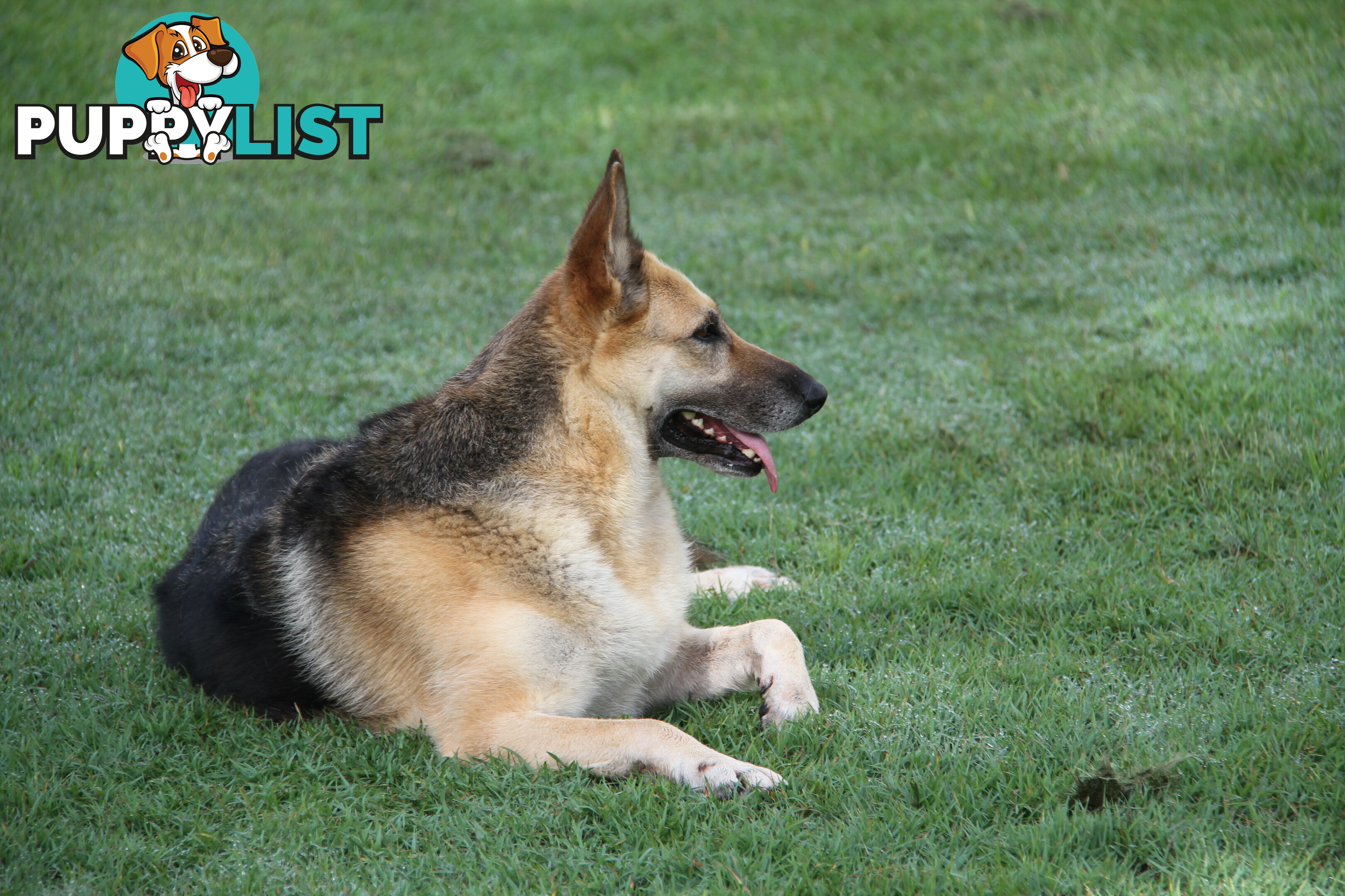 GERMAN SHEPHERD GORGEOUS ADULT FEMALE DESEXED