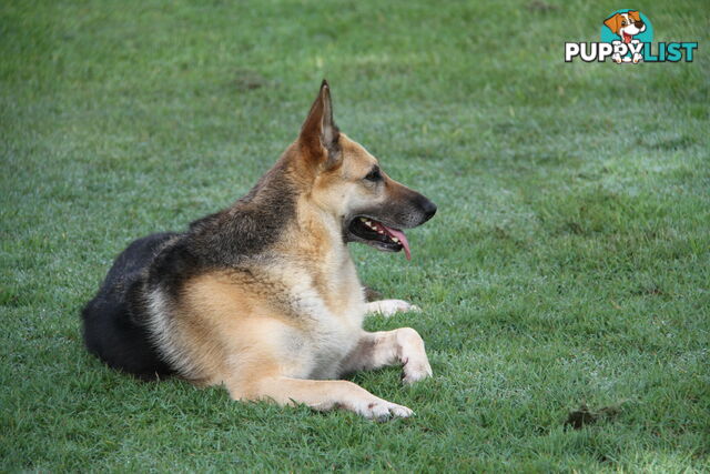 GERMAN SHEPHERD GORGEOUS ADULT FEMALE DESEXED