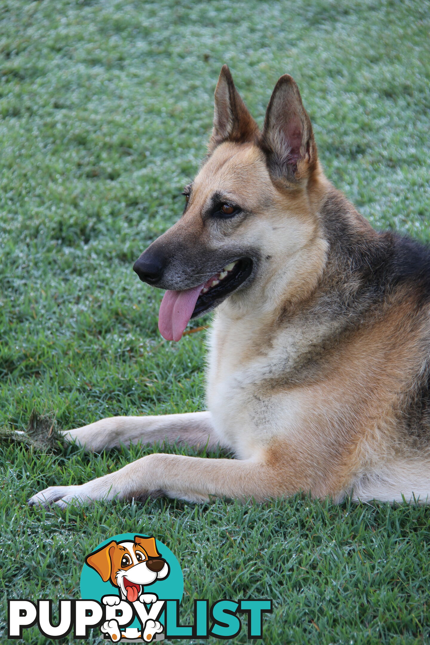 GERMAN SHEPHERD GORGEOUS ADULT FEMALE DESEXED