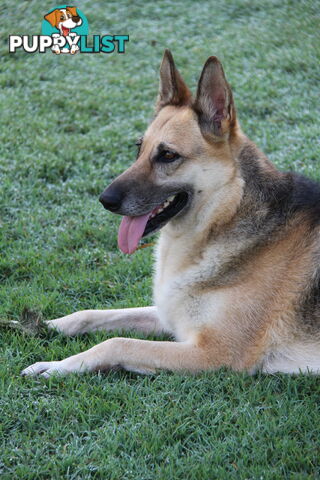 GERMAN SHEPHERD GORGEOUS ADULT FEMALE DESEXED