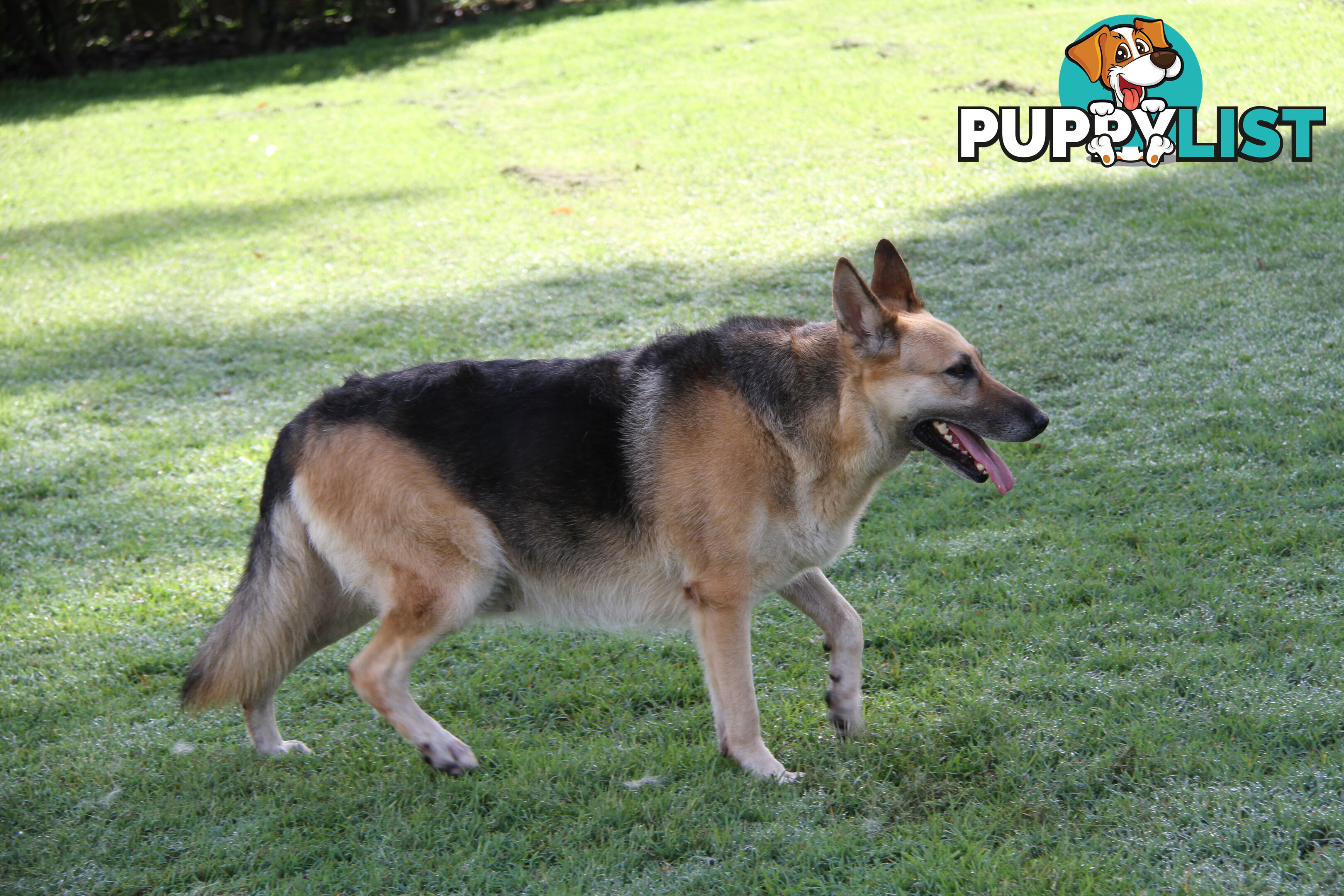 GERMAN SHEPHERD GORGEOUS ADULT FEMALE DESEXED