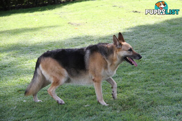 GERMAN SHEPHERD GORGEOUS ADULT FEMALE DESEXED