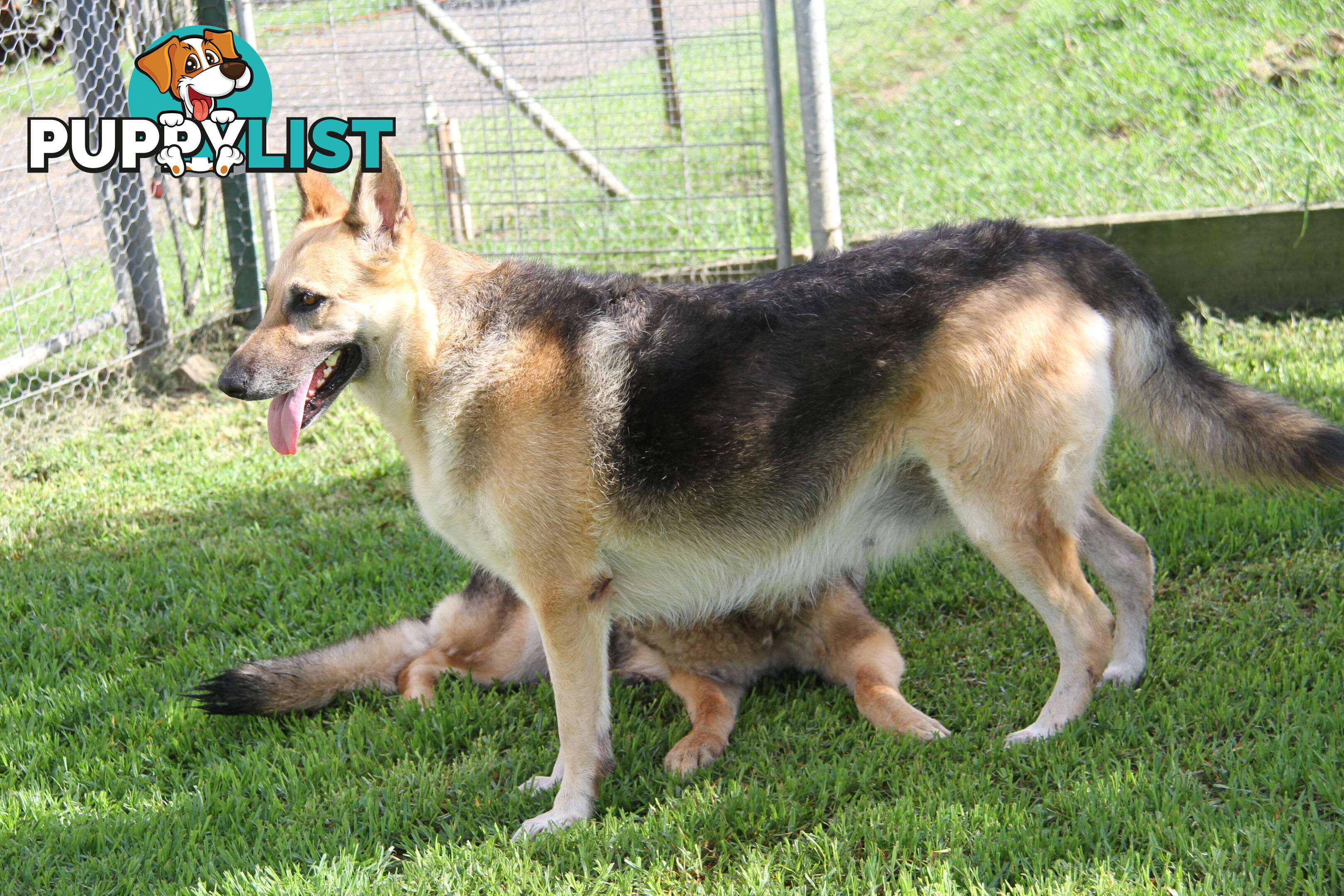 GERMAN SHEPHERD GORGEOUS ADULT FEMALE DESEXED