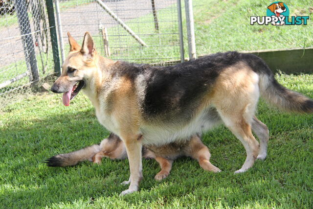 GERMAN SHEPHERD GORGEOUS ADULT FEMALE DESEXED