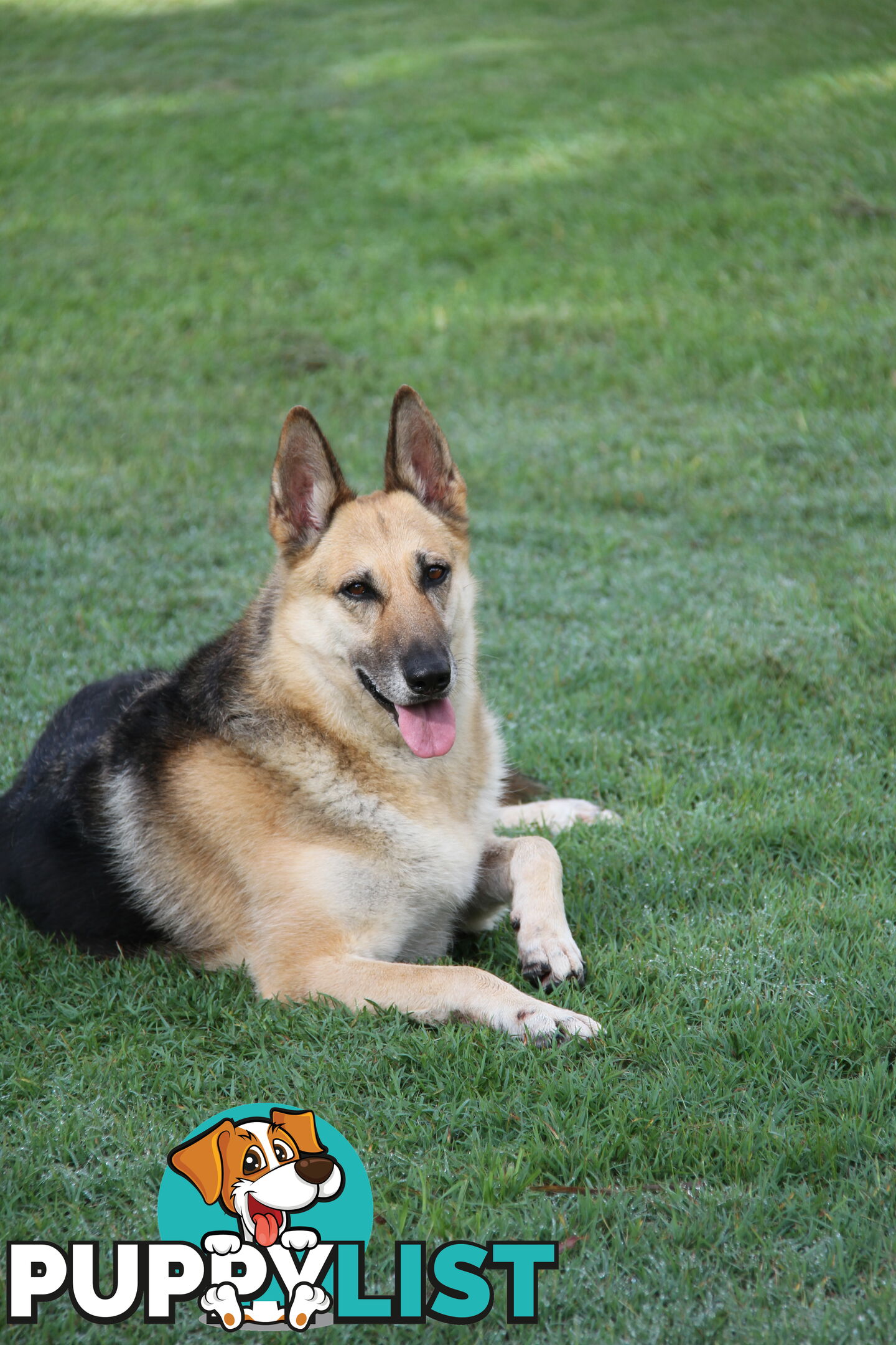 GERMAN SHEPHERD GORGEOUS ADULT FEMALE DESEXED