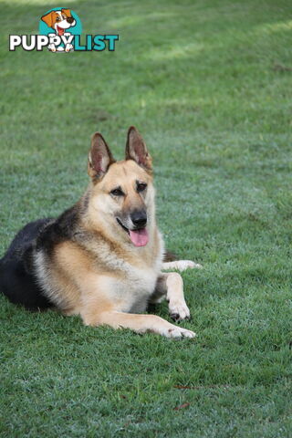 GERMAN SHEPHERD GORGEOUS ADULT FEMALE DESEXED