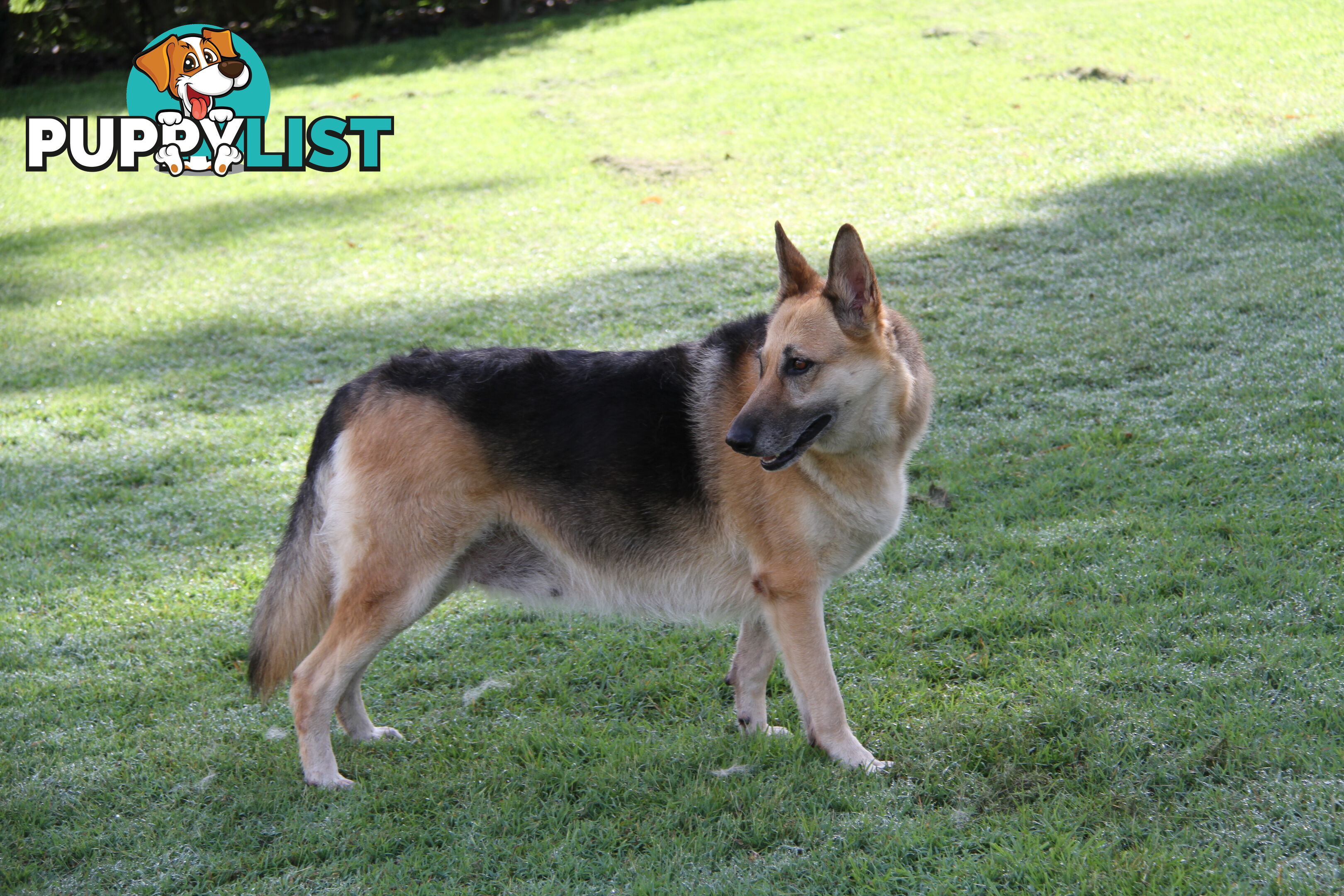 GERMAN SHEPHERD GORGEOUS ADULT FEMALE DESEXED