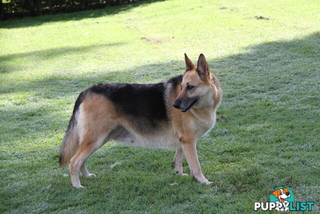 GERMAN SHEPHERD GORGEOUS ADULT FEMALE DESEXED