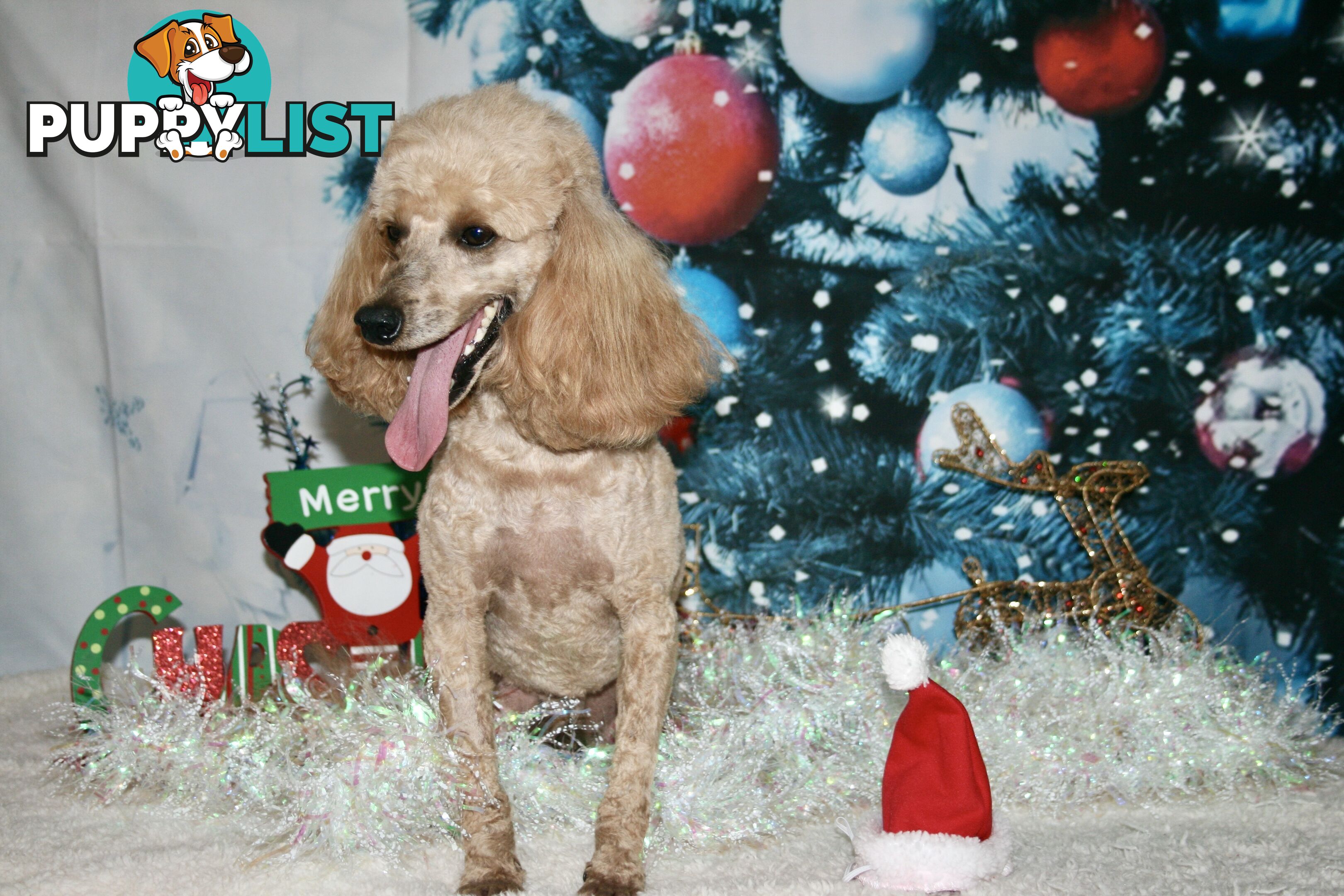 TOY POODLE CHARMING MALE DESEXED VERY CUDDLY