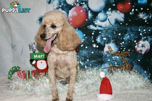 TOY POODLE CHARMING MALE DESEXED VERY CUDDLY