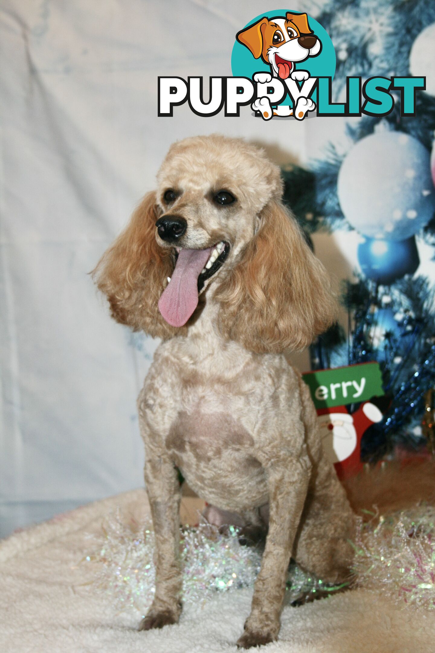 TOY POODLE CHARMING MALE DESEXED VERY CUDDLY