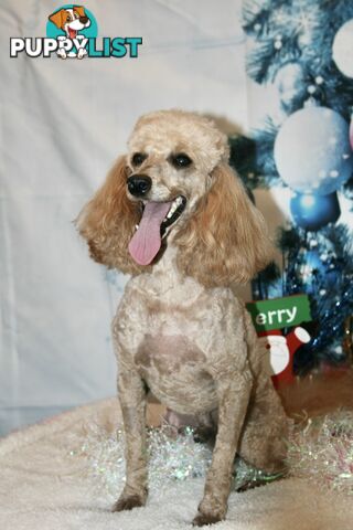 TOY POODLE CHARMING MALE DESEXED VERY CUDDLY