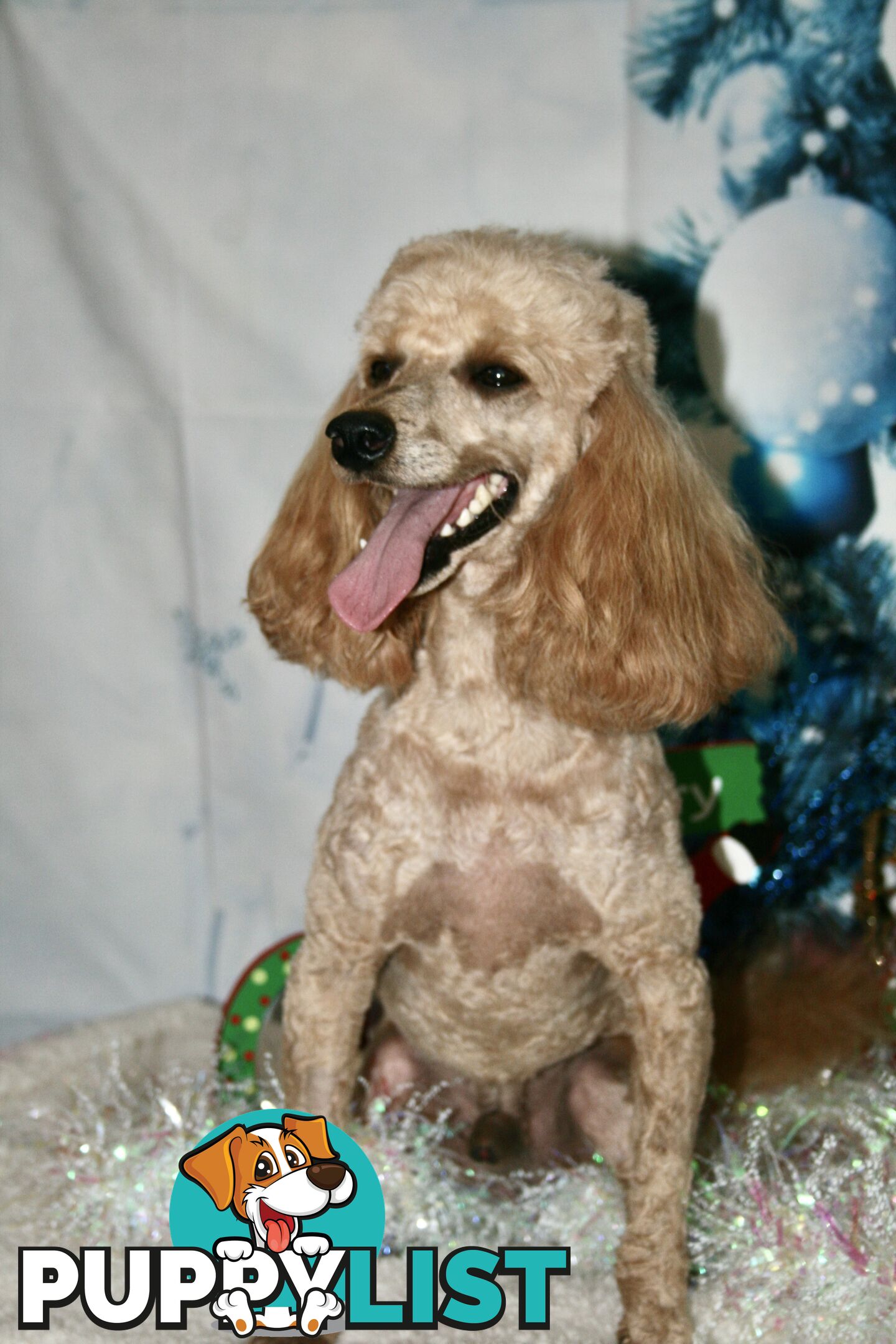 TOY POODLE CHARMING MALE DESEXED VERY CUDDLY