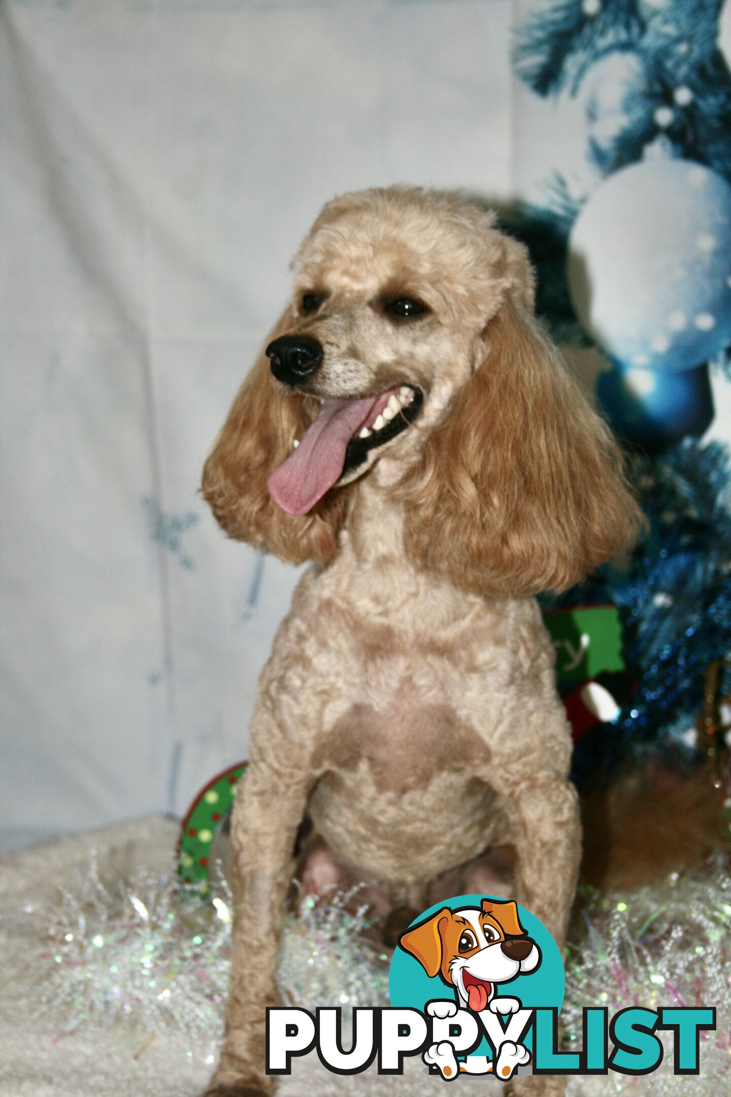 TOY POODLE CHARMING MALE DESEXED VERY CUDDLY